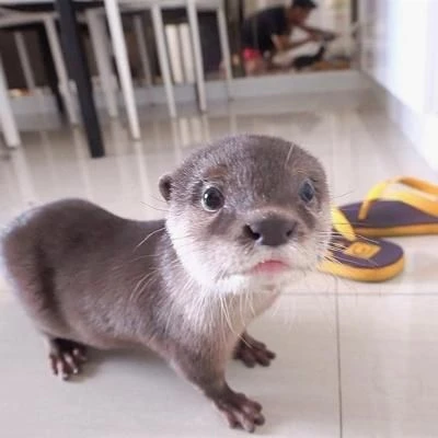 Asian Clawed Baby Otters For Sale, exotic animals, for Sale, Price | Baby otters, Baby exotic animals, Pets for sale
