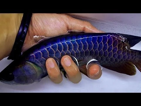 8 Inches Malaysia Golden Blue Base Arowana. Amazing Arowana Fish.  #AmazingFish #AmazingBeta #Arowanas #BeautifulKoi #Beautiful… | Oscar fish,  Rare fish, Exotic fish