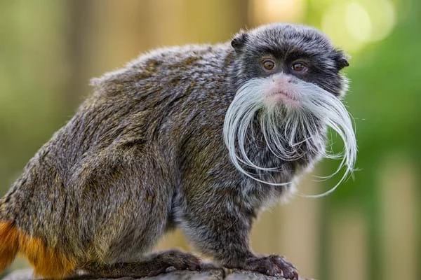 Emperor tamarin - Apenheul