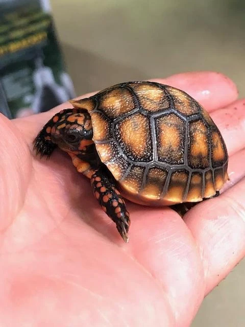 z OUT OF STOCK - CB CHERRYHEAD RED FOOT TORTOISE babies - Ch