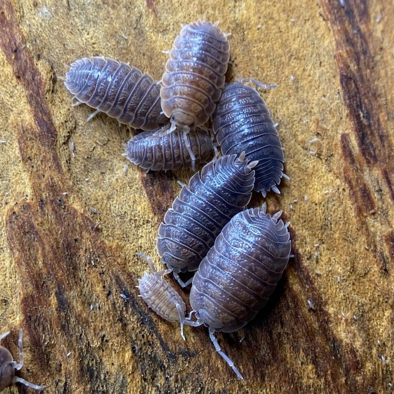 Porcellio Dilatatus "Giant Canyon" – Tropical Isopods