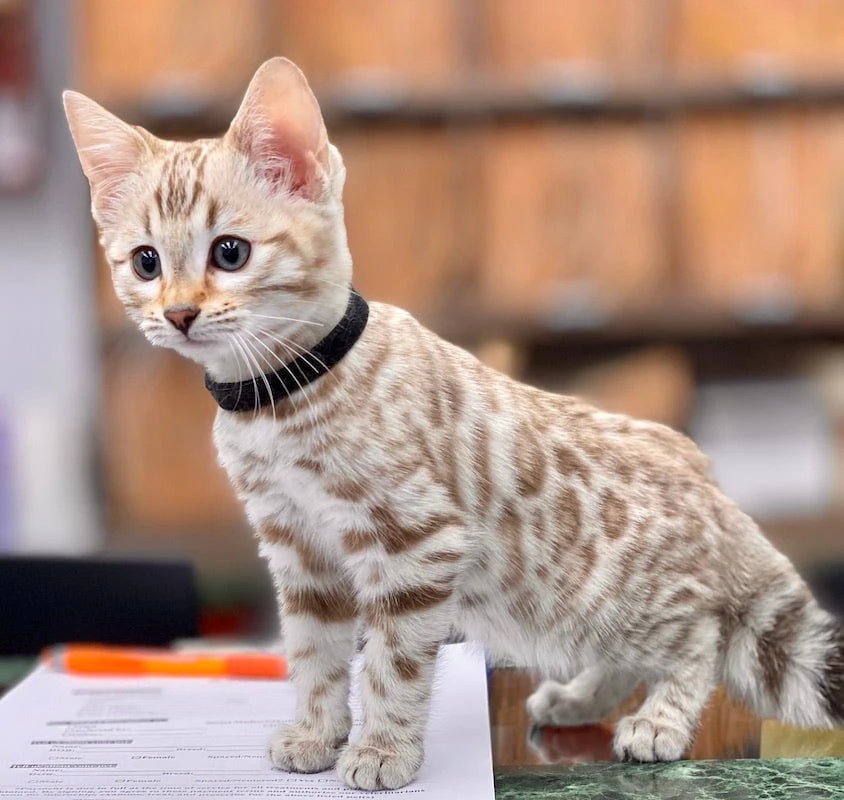 Bengal Cat for sale - Pedigree Hypoallergenic Cat - TICA Breeder - Bengal  Cats for sale near me - Brown, Silver & Snow Bengal kittens for Sale