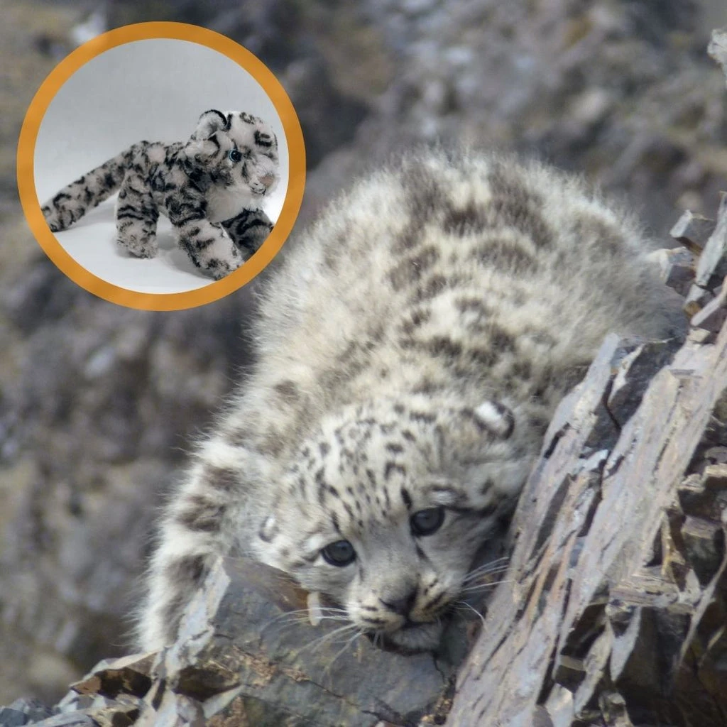 Snow Leopard Cub Adoption
