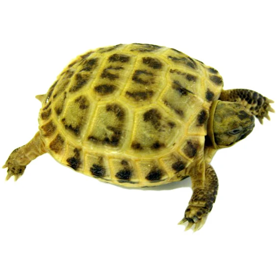 Russian Tortoises – Big Apple Herp - Reptiles For Sale