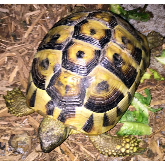 Hermann's Tortoises For Sale – Big Apple Herp - Reptiles For Sale