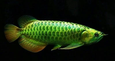 Green Arowana | FRESHWATERAQUATICA.in