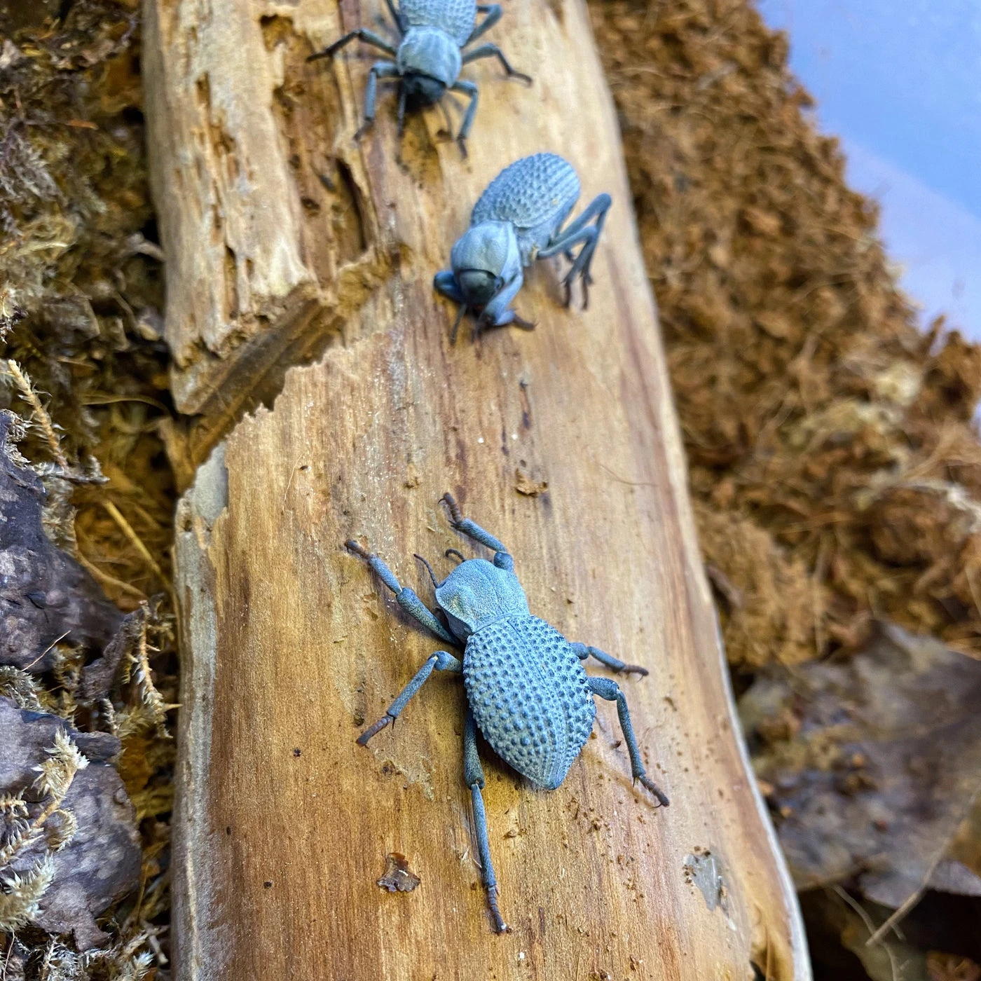 Desert Ironclad Beetle or Blue Death Feigning Beetle-Educational and F – Insect Sales.com