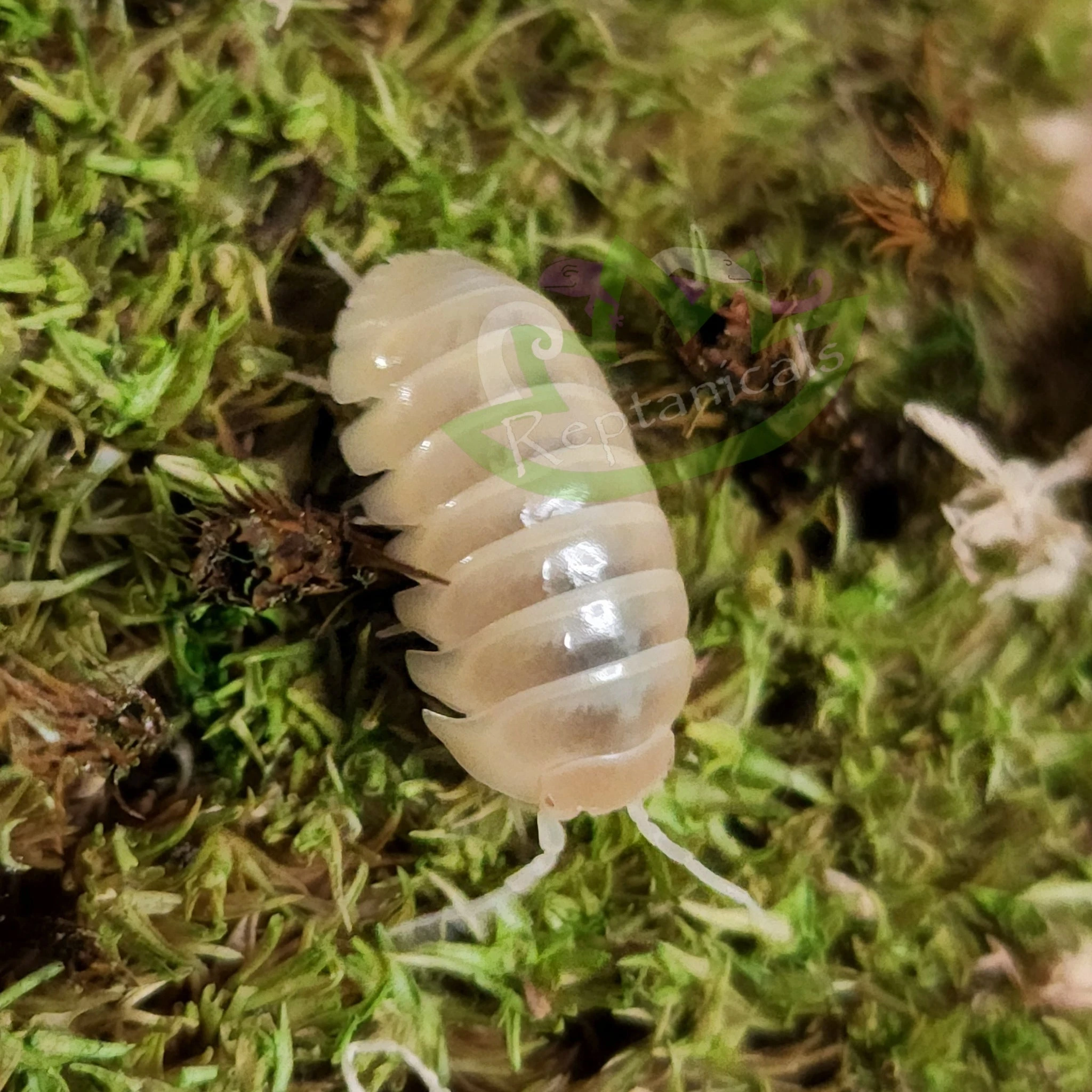 Armadillidium vulgare - T- (negative) Albino Isopods – Reptanicals