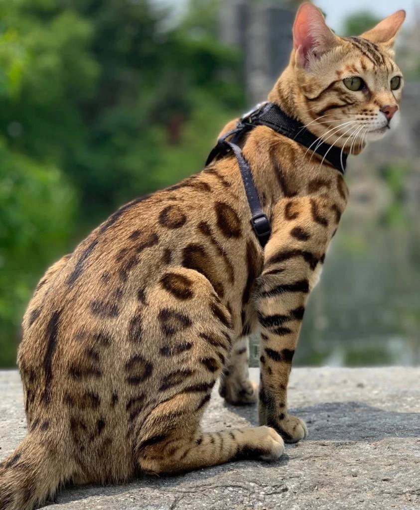 Brown spotted Bengal kitten - Hypoallergenic Cat - Bengal Cats for sale  near me - Brown, Silver & Snow
