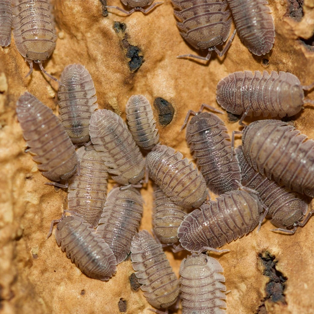 Armadillidium Peraccae Isopods – Isopod Depot