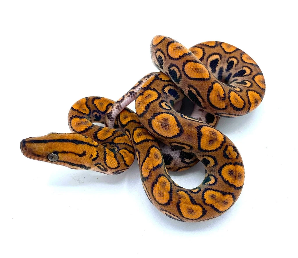 C.B.B. Baby Brazilian Rainbow Boa – Reptile Pets Direct