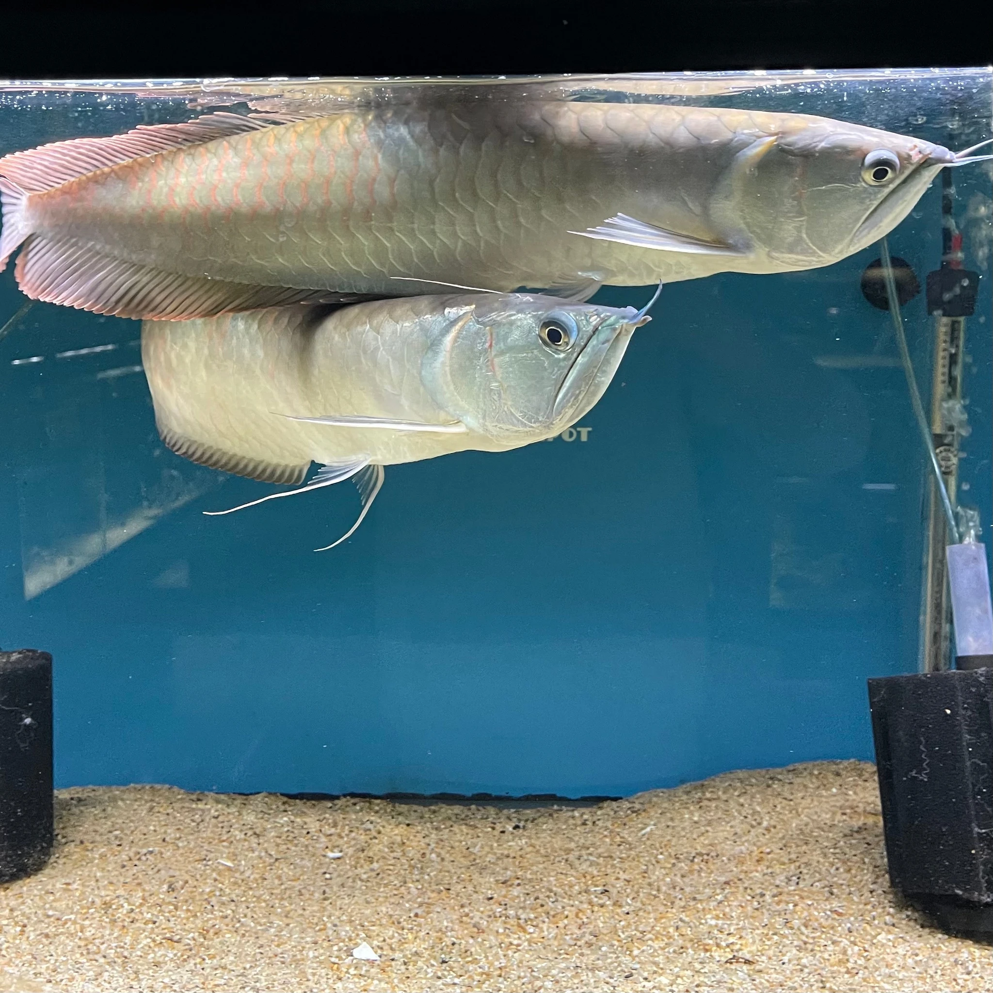 Silver Arowana Osteoglossum bicirrhosum - for sale at Aquarium Fish Depot