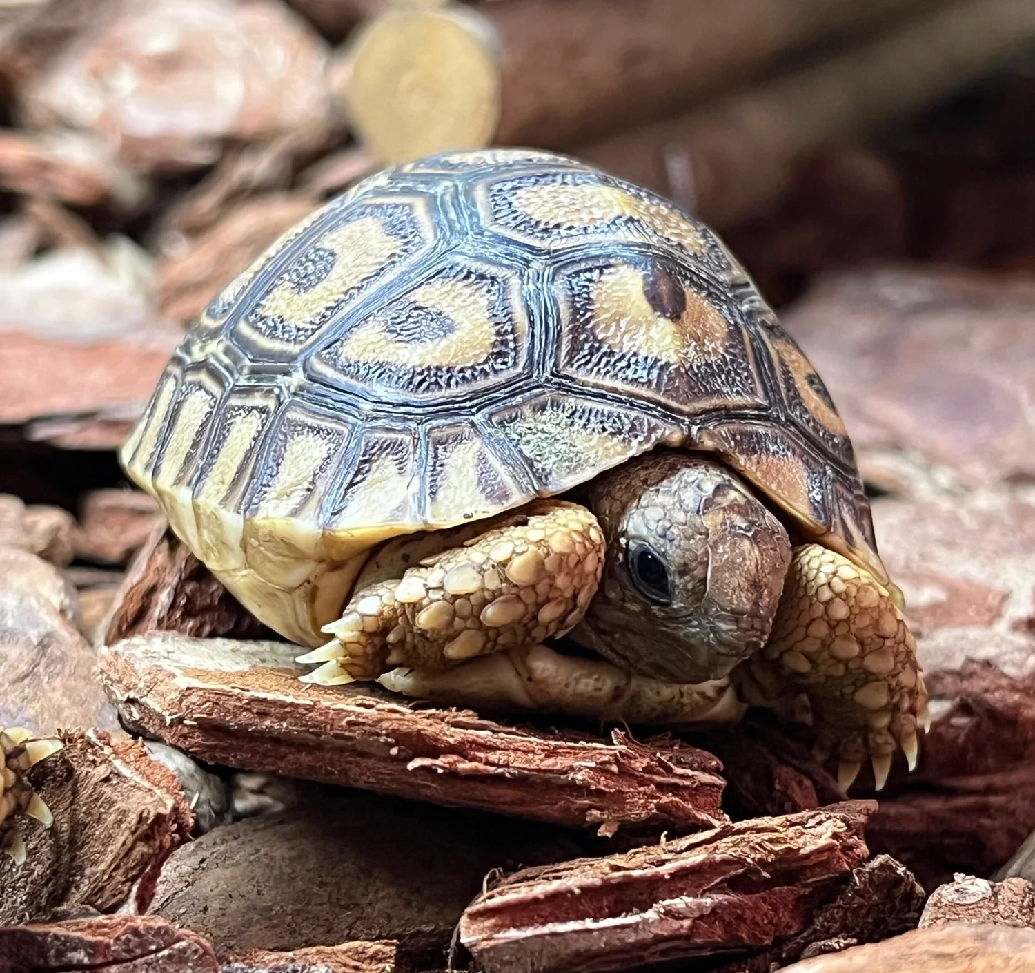 Rare Tiny Leopard Tortoise For Sale