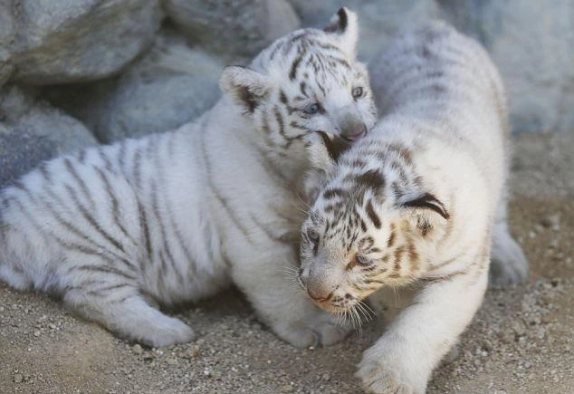 Baby White Tiger Cubs For Sale | Buyexoticpetsonli by buyexoticpetsonline on DeviantArt