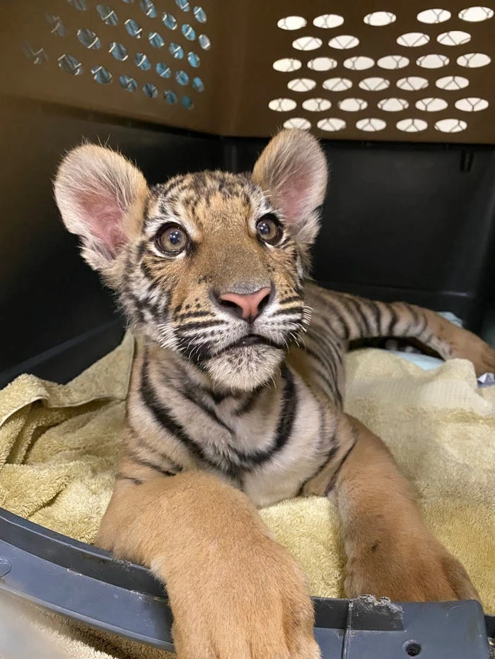 Tiger cub advertised for sale in Phoenix now at Scottsdale sanctuary
