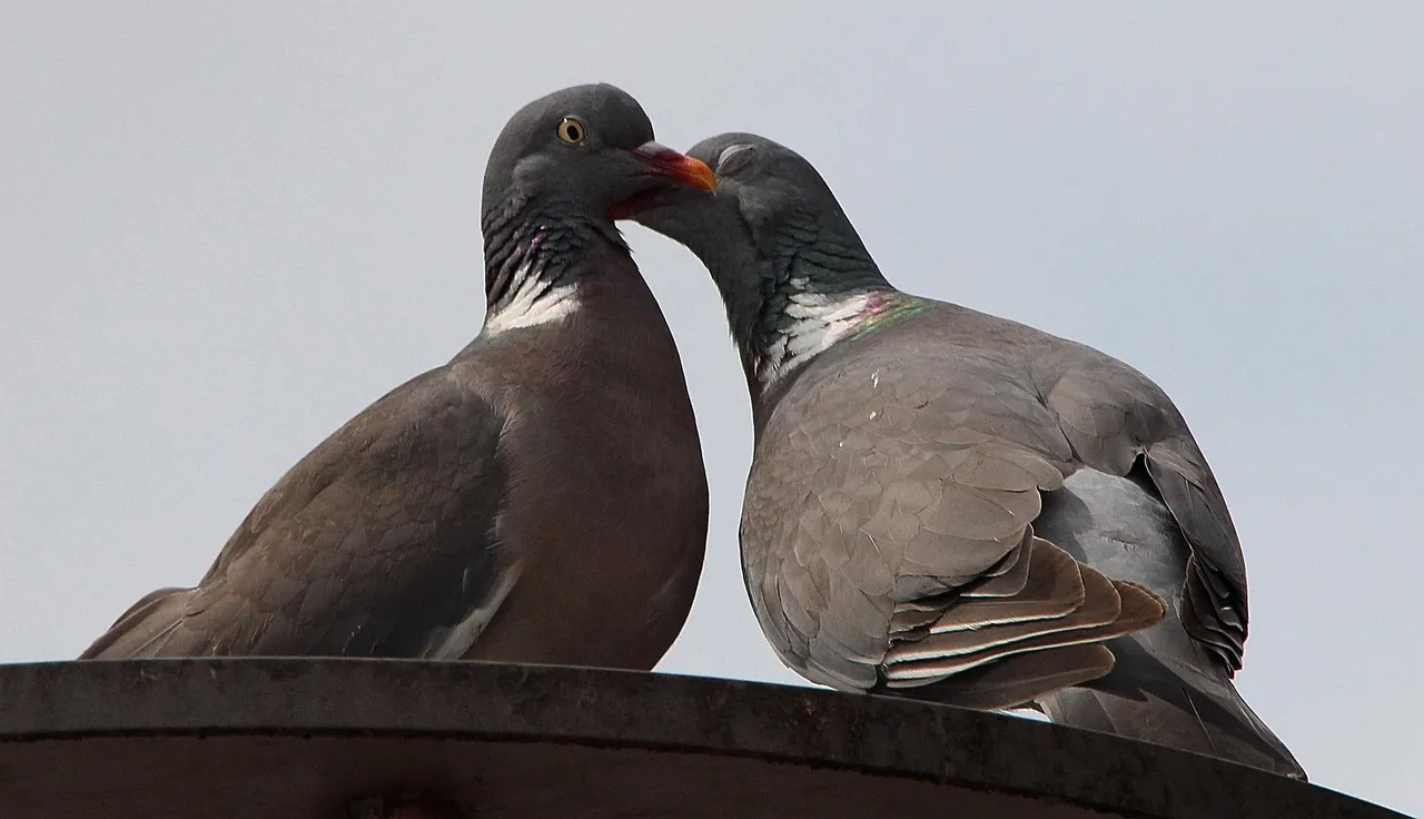 Racing Pigeons For Sale