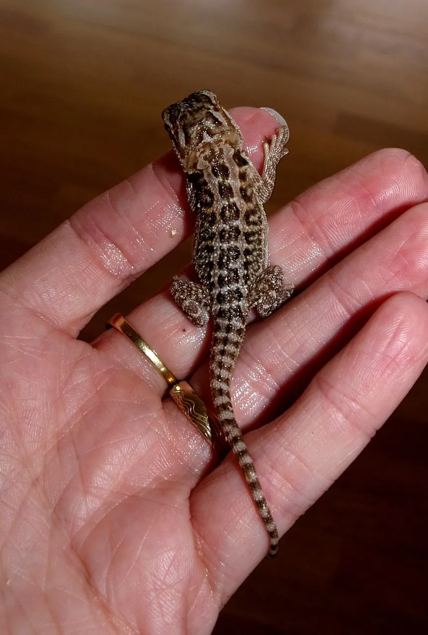 Hypo Zero Bearded Dragon