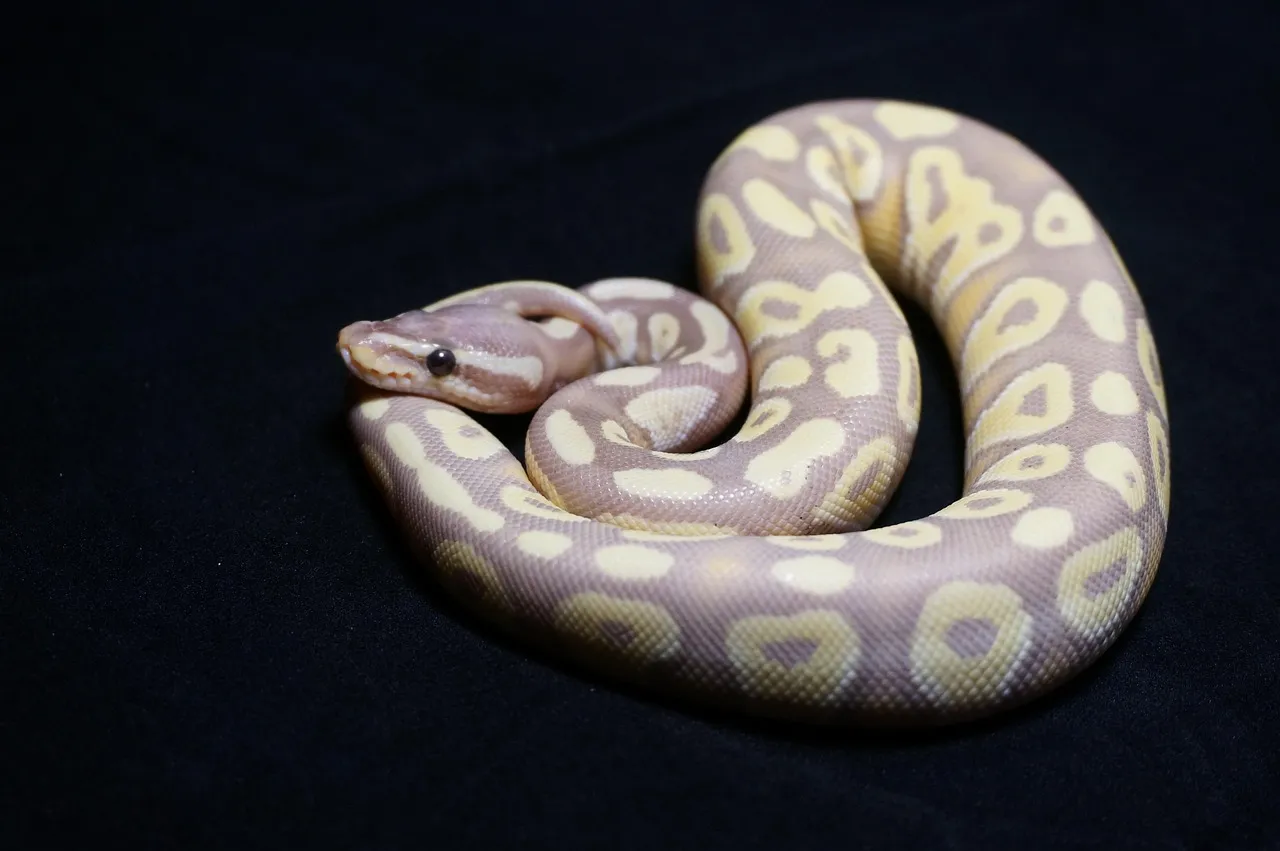 Baby Pastel Lesser Blade Clown