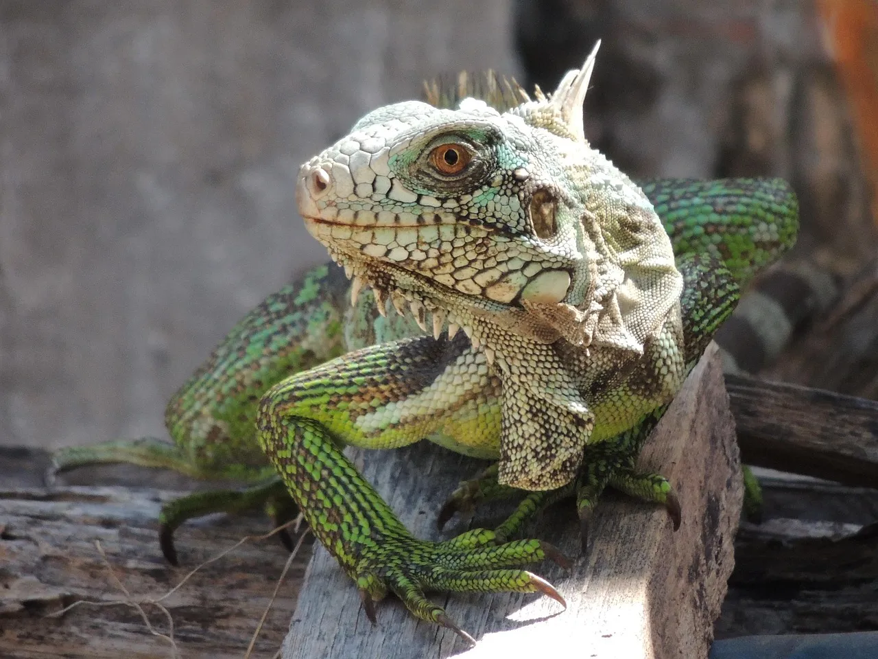 Yearling Hypo Iguana #4 - Reptiles For Sale