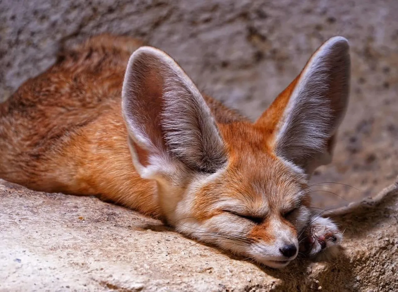 buy fennec fox