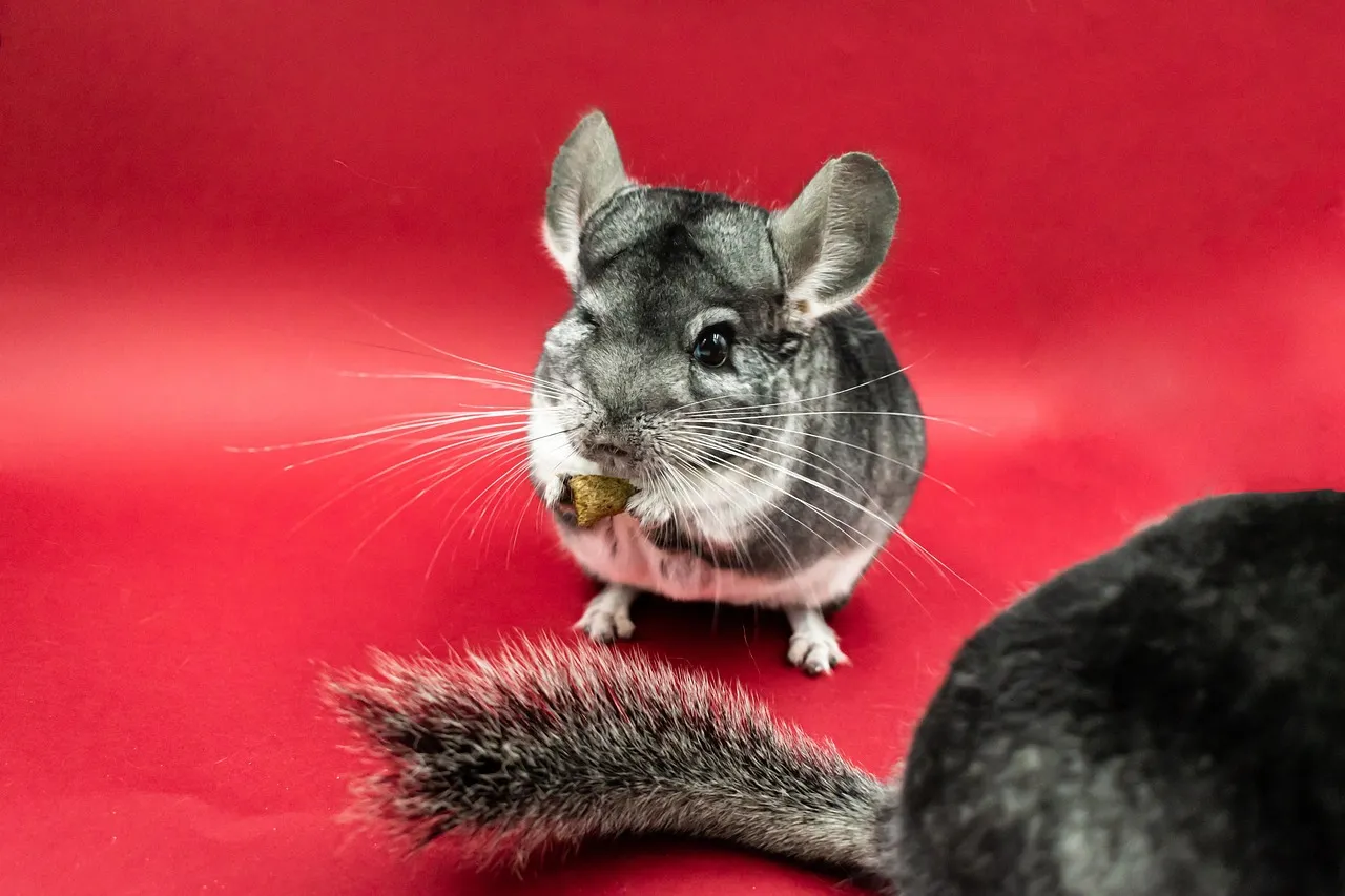 where to buy a chinchilla