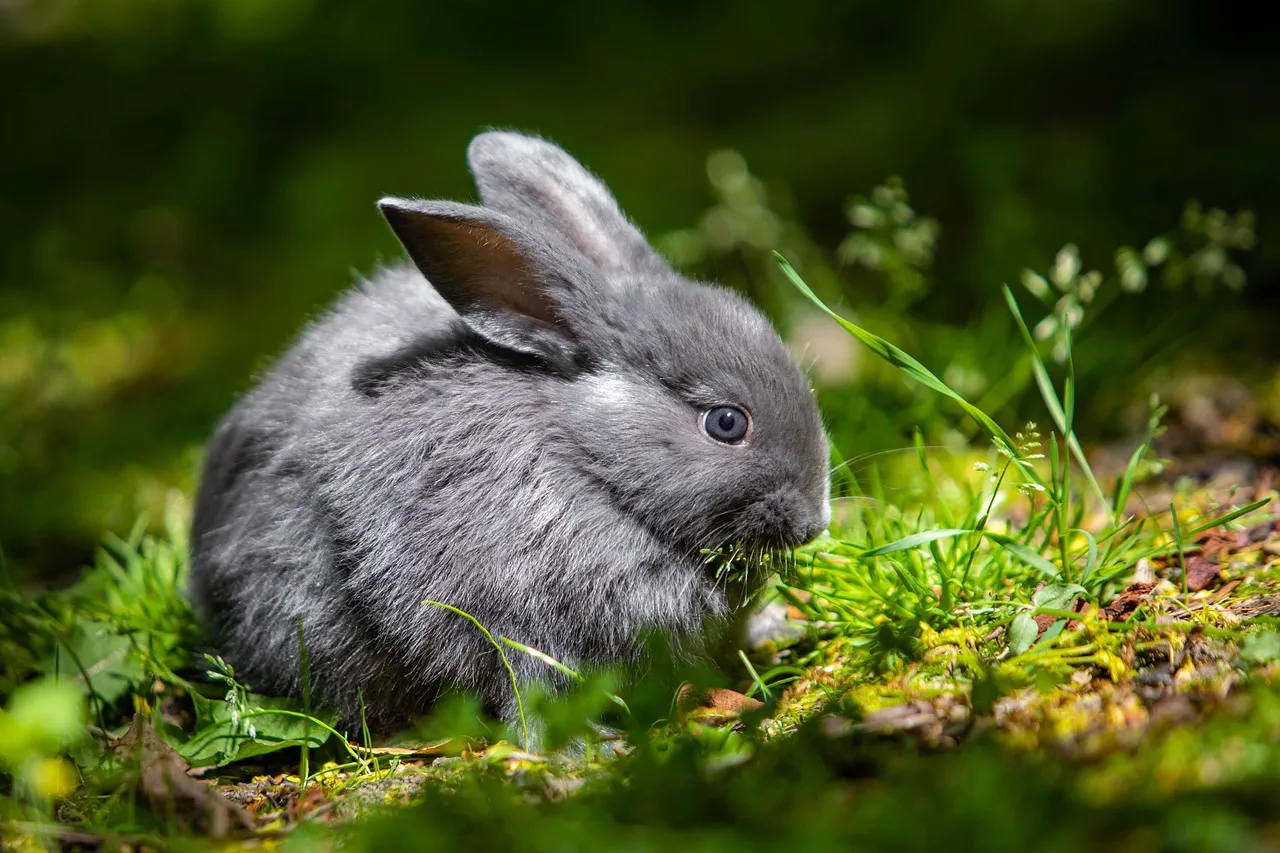 chinchillas for sale