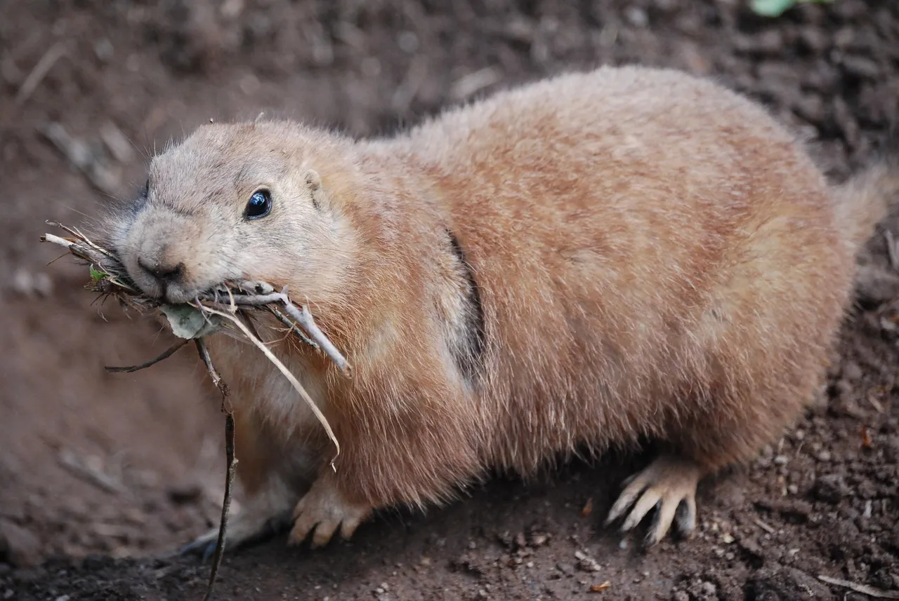 prairie dog pet for sale