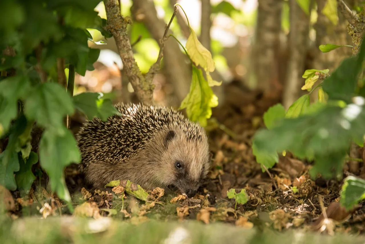 hedgehog pet for sale