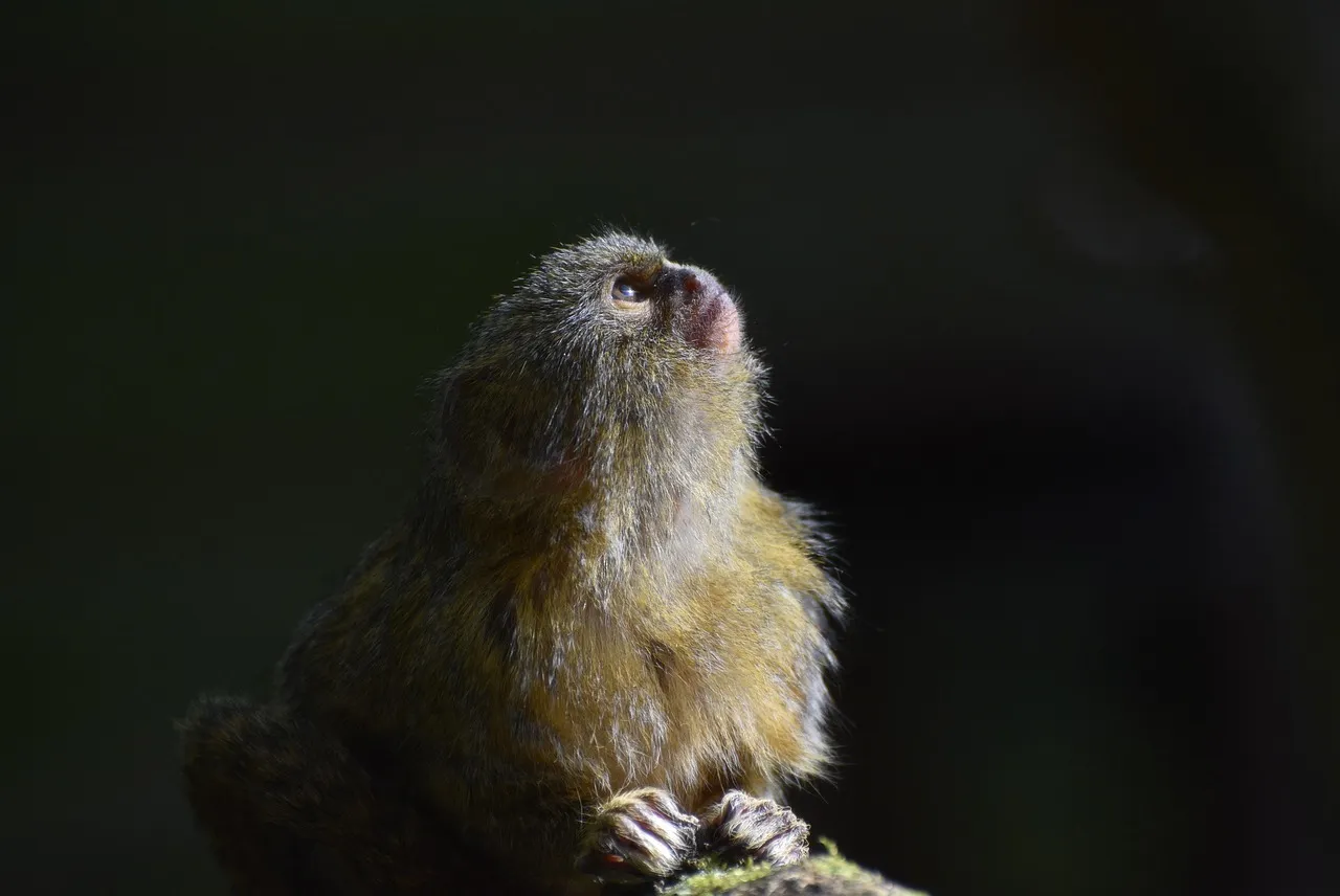 pygmy marmoset for sale