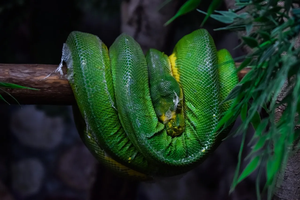 Baby Biak Green Tree Python