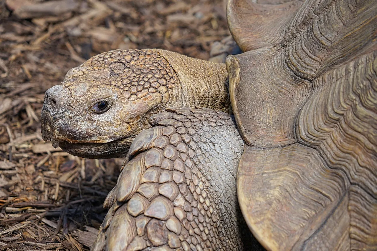 Baby Red Foot Tortoises