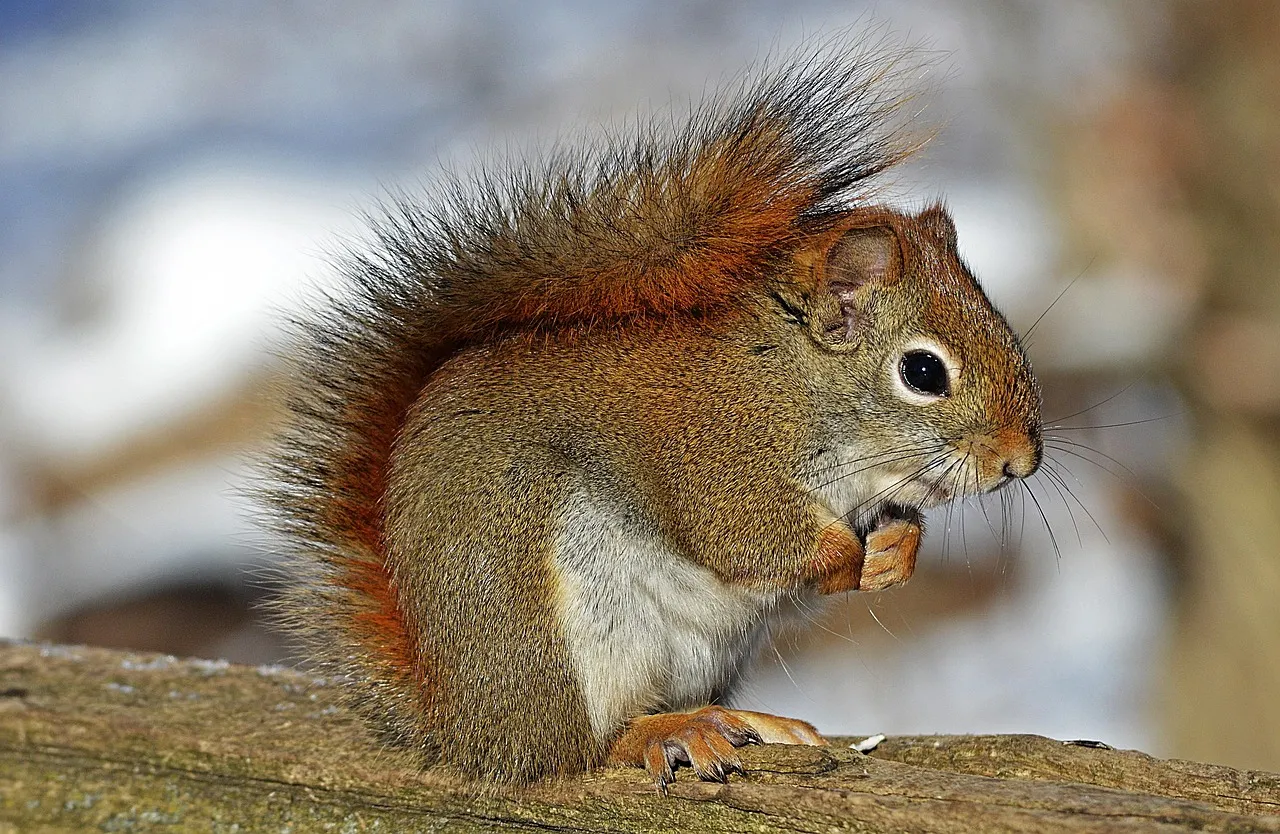 squirrel for sale