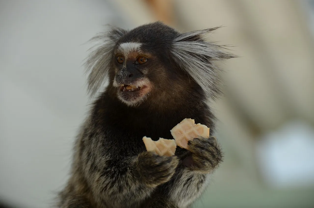 finger monkey for sale