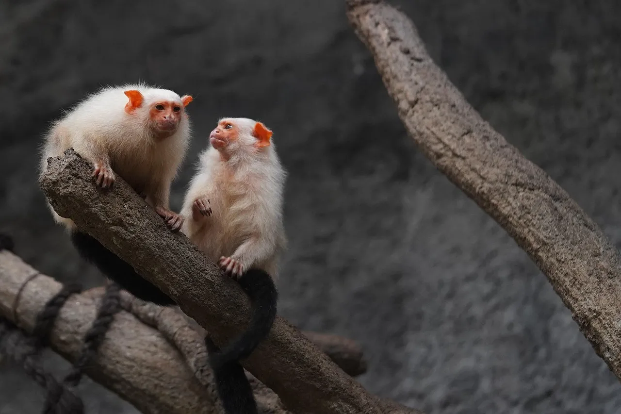 finger monkey for sale 100