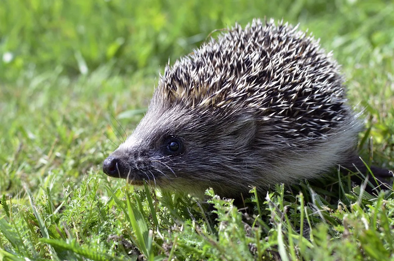 baby hedgehog for sale