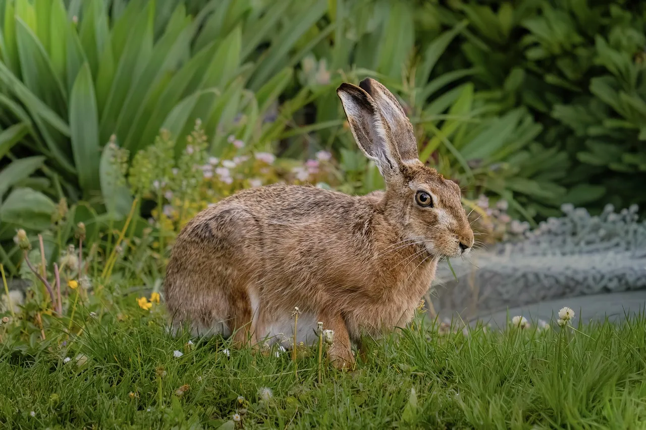 Long-eared hedgehog