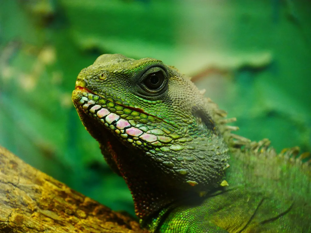 Nosy Be Panther Chameleon - Colorado Reptiles