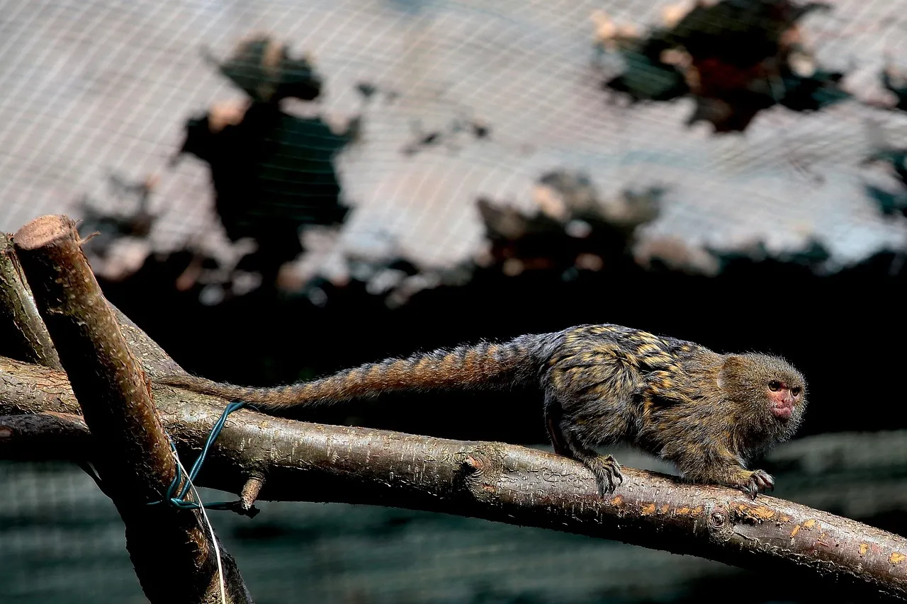 pygmy marmoset for sale