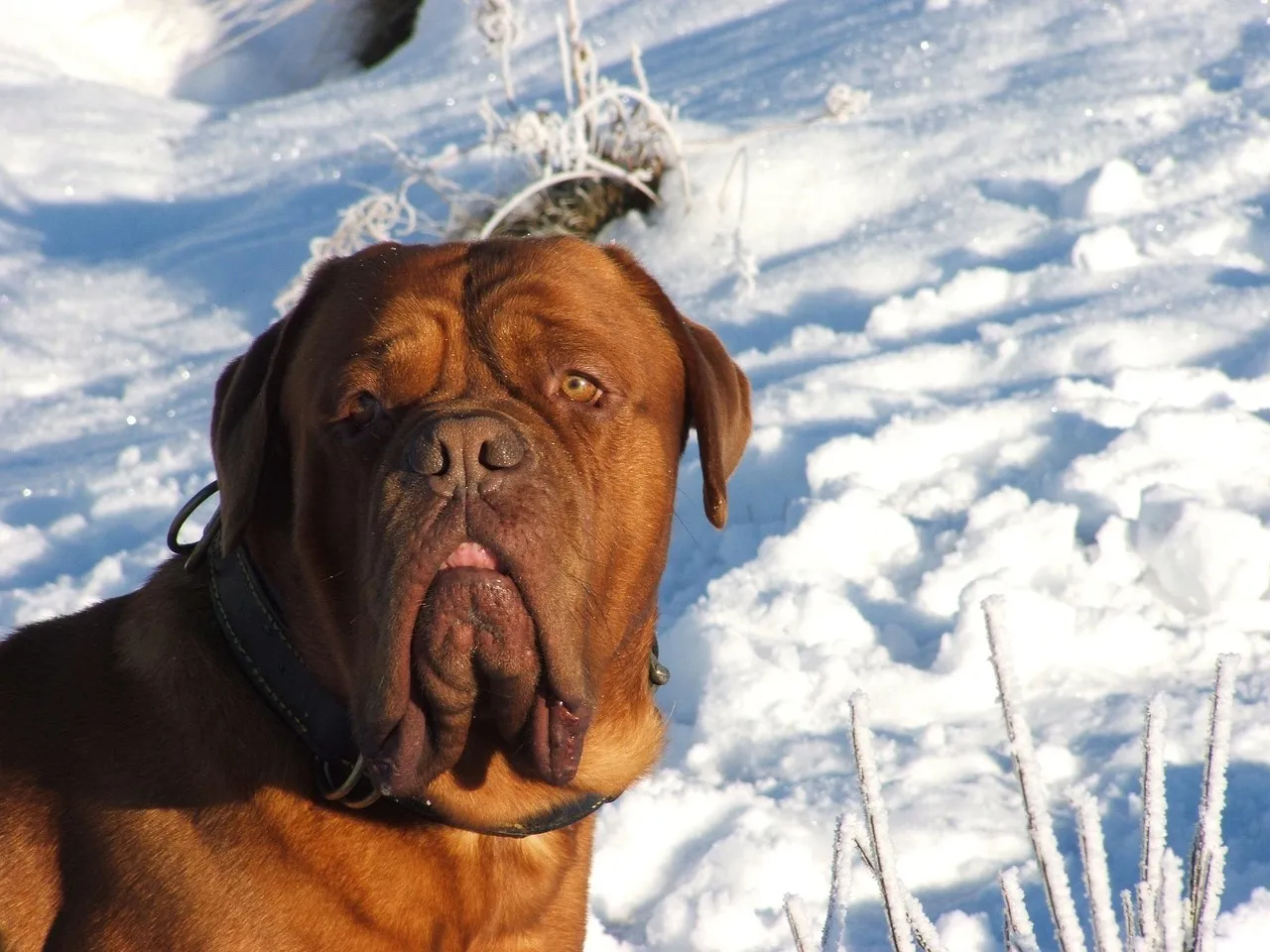 Tibetan Mastiff For Sale