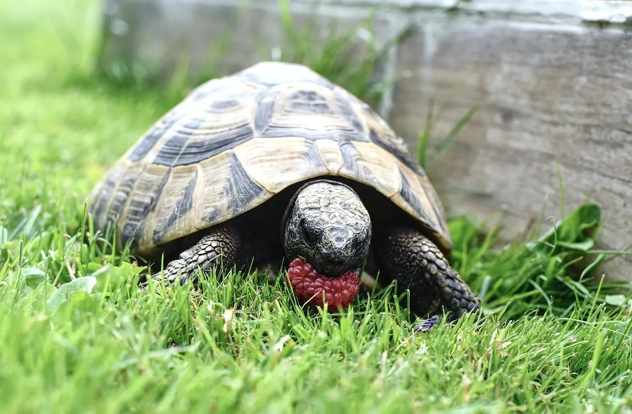 Northern Zombensis Hingeback Tortoise - Reptiles For Sale