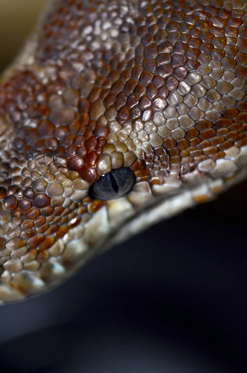 T Negative Albino Blood Python