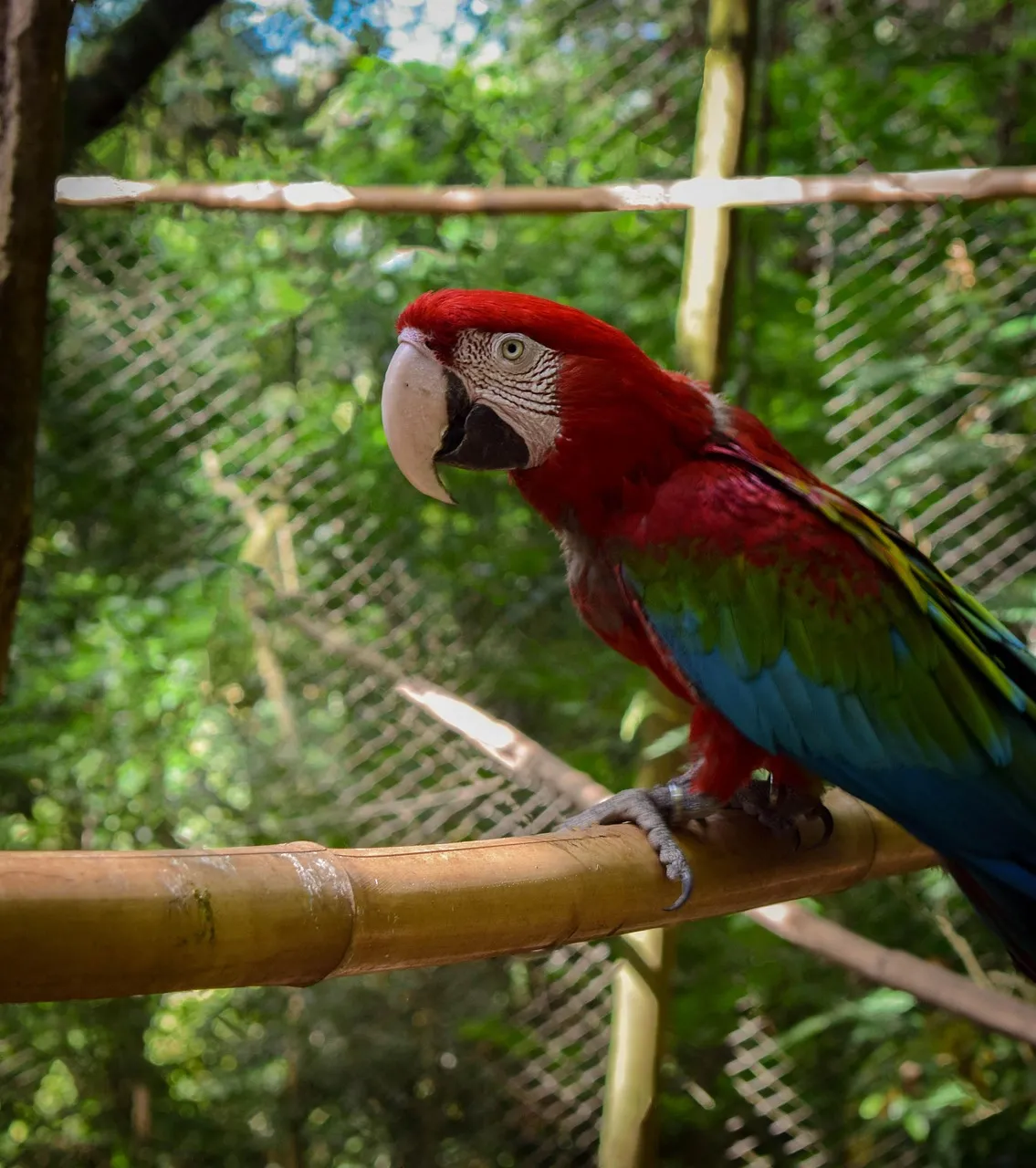 Hyacinth Macaw For Sale
