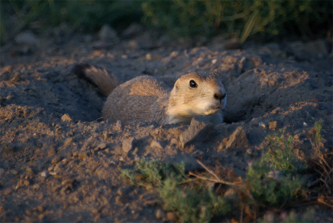 prairie dog for sale