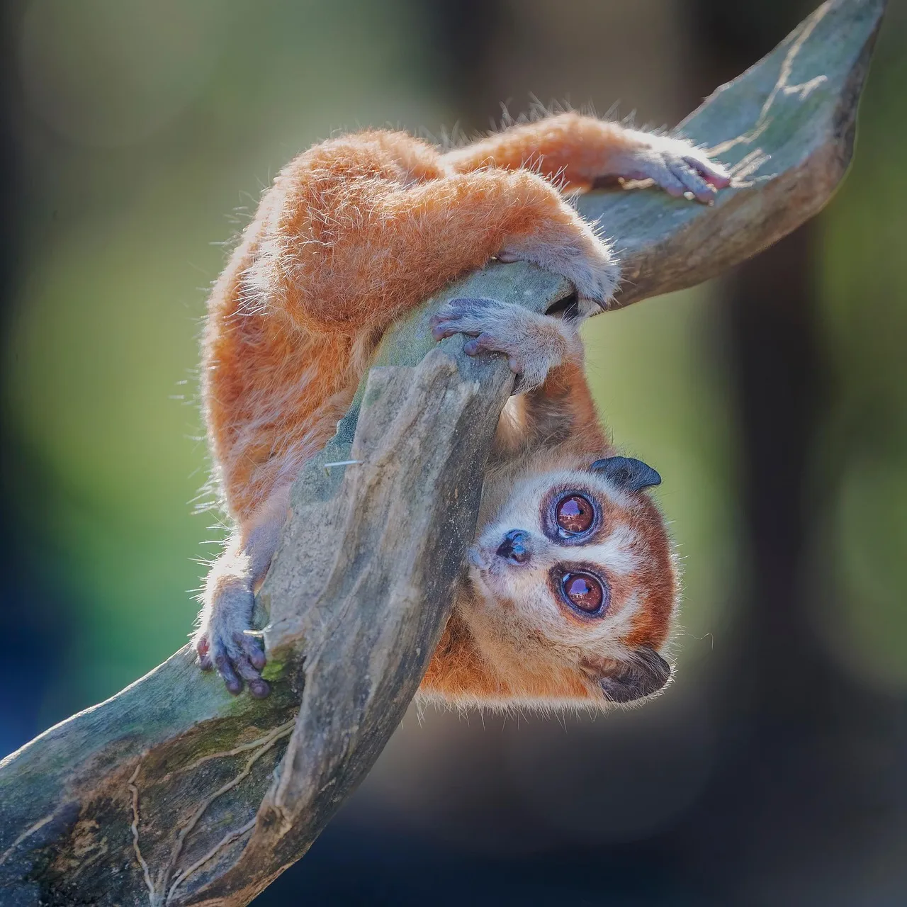 bush babies for sale