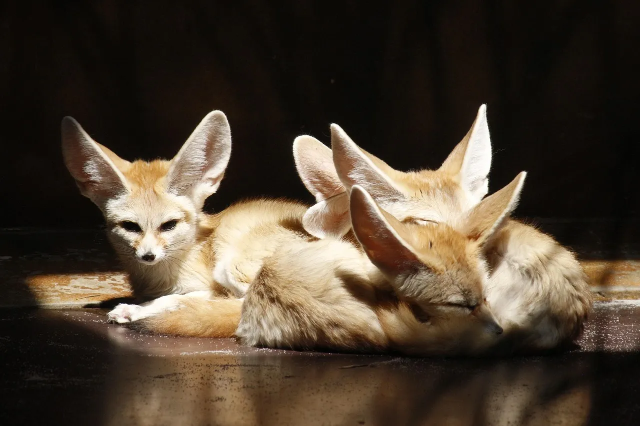 fennec fox pet for sale