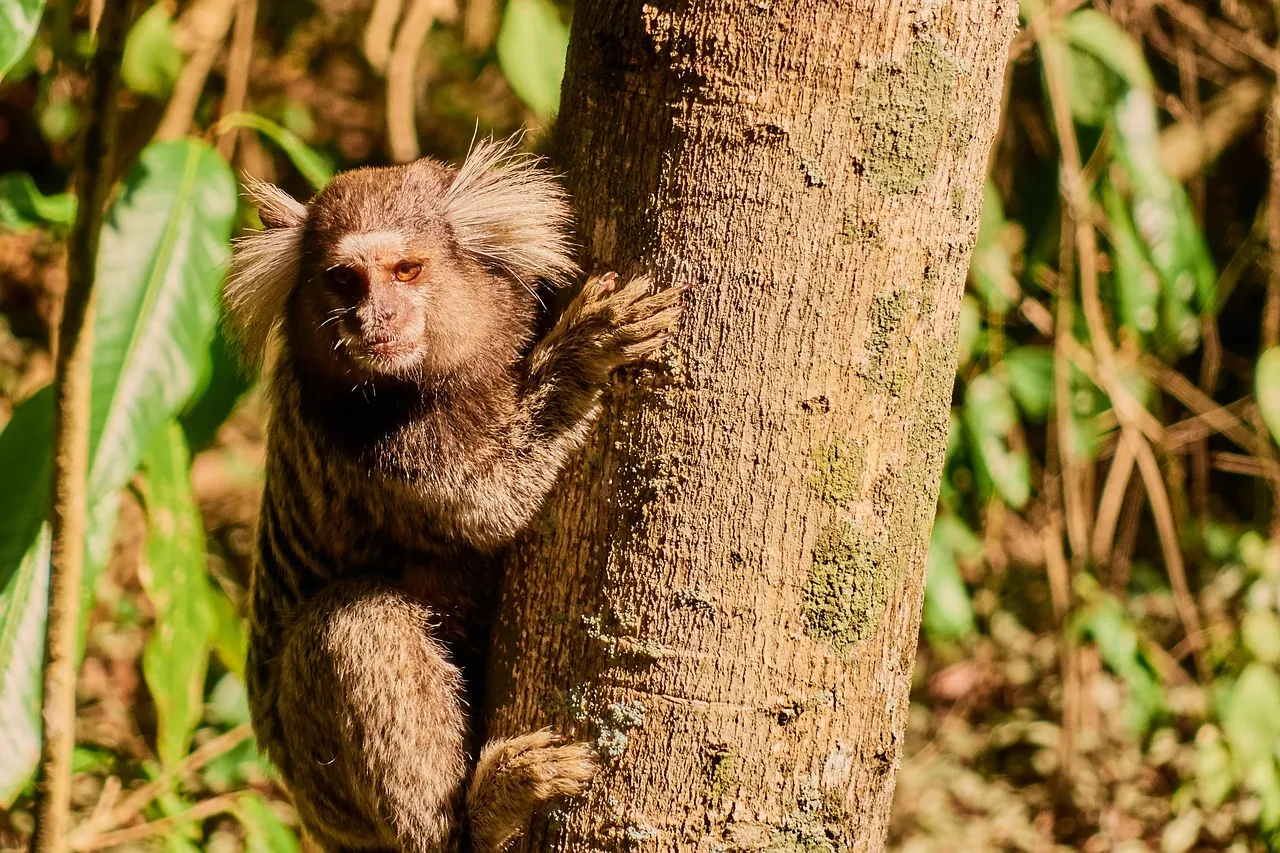 finger monkey for sale