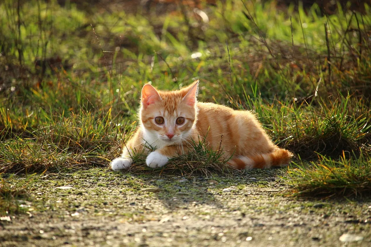 Turkish Van cat for sale