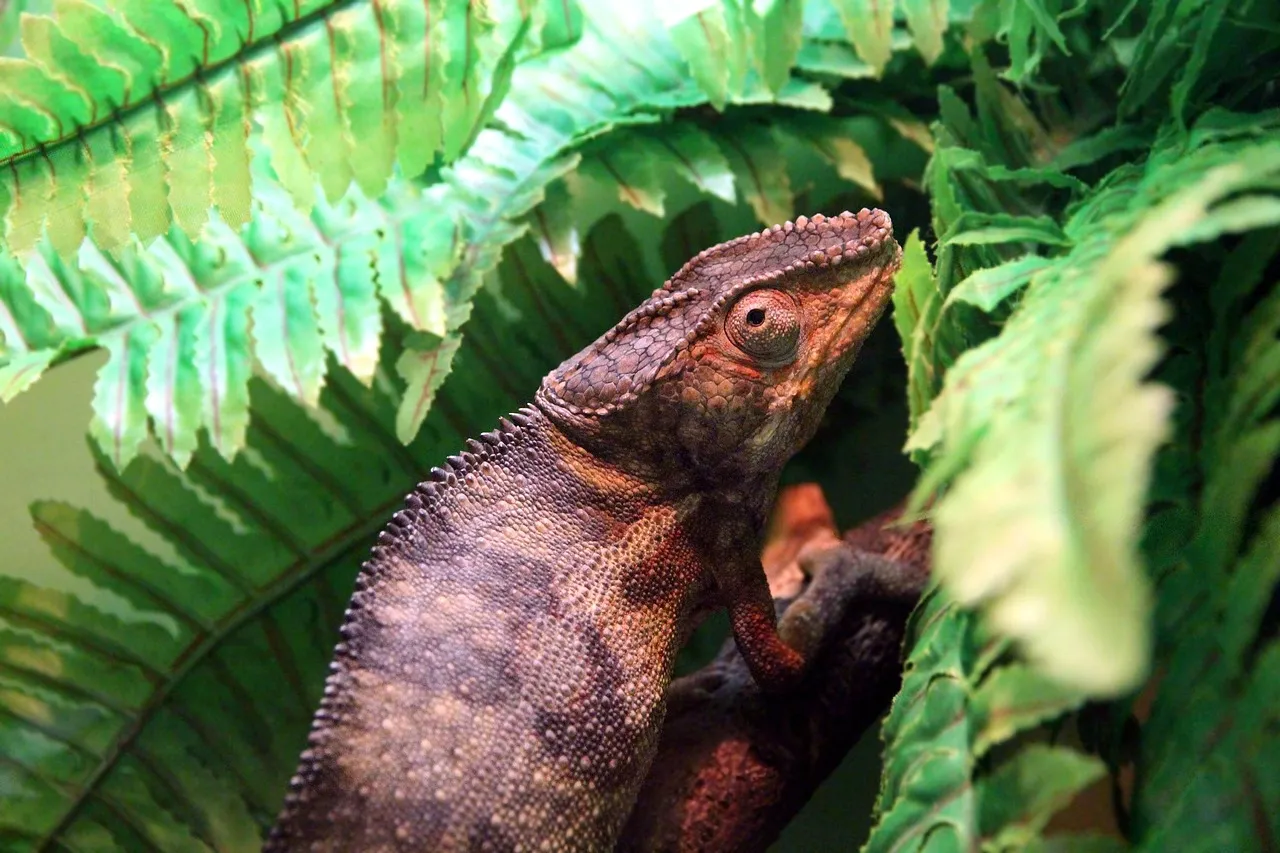 Nosy Be Panther Chameleon - Reptiles Home Mall