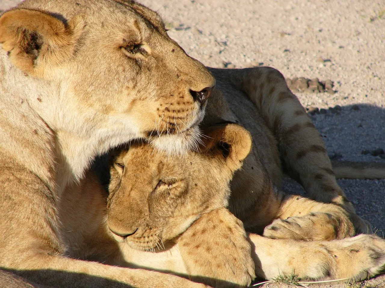 Exotic Cubs For Sale Archives - Florida Reptiles