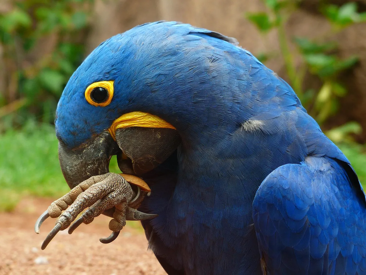 Hyacinth Macaw For Sale